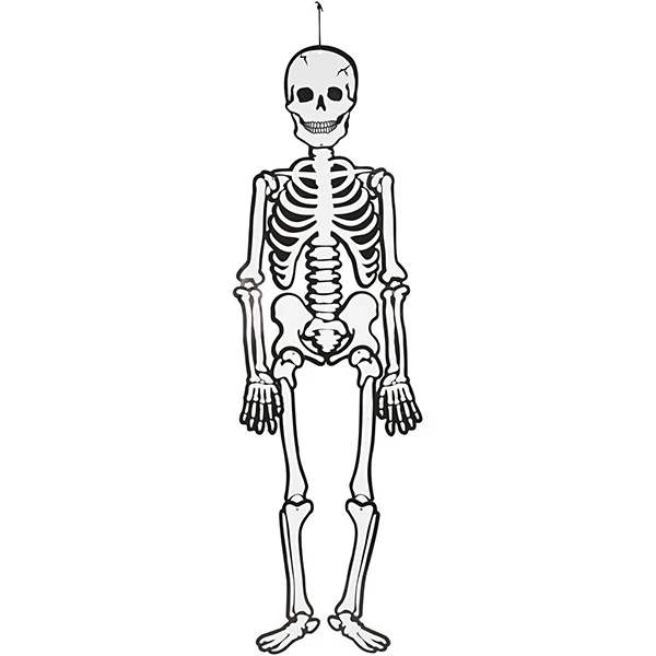 Skelett, 120 cm, 300 g, 1 Stck