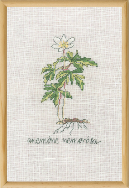 Stickset Weiße Anemone R5799 20 x 30 cm